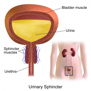 16.3 Introduction to the Urinary System – Human Biology