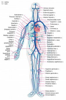 14.4 Blood Vessels – Human Biology