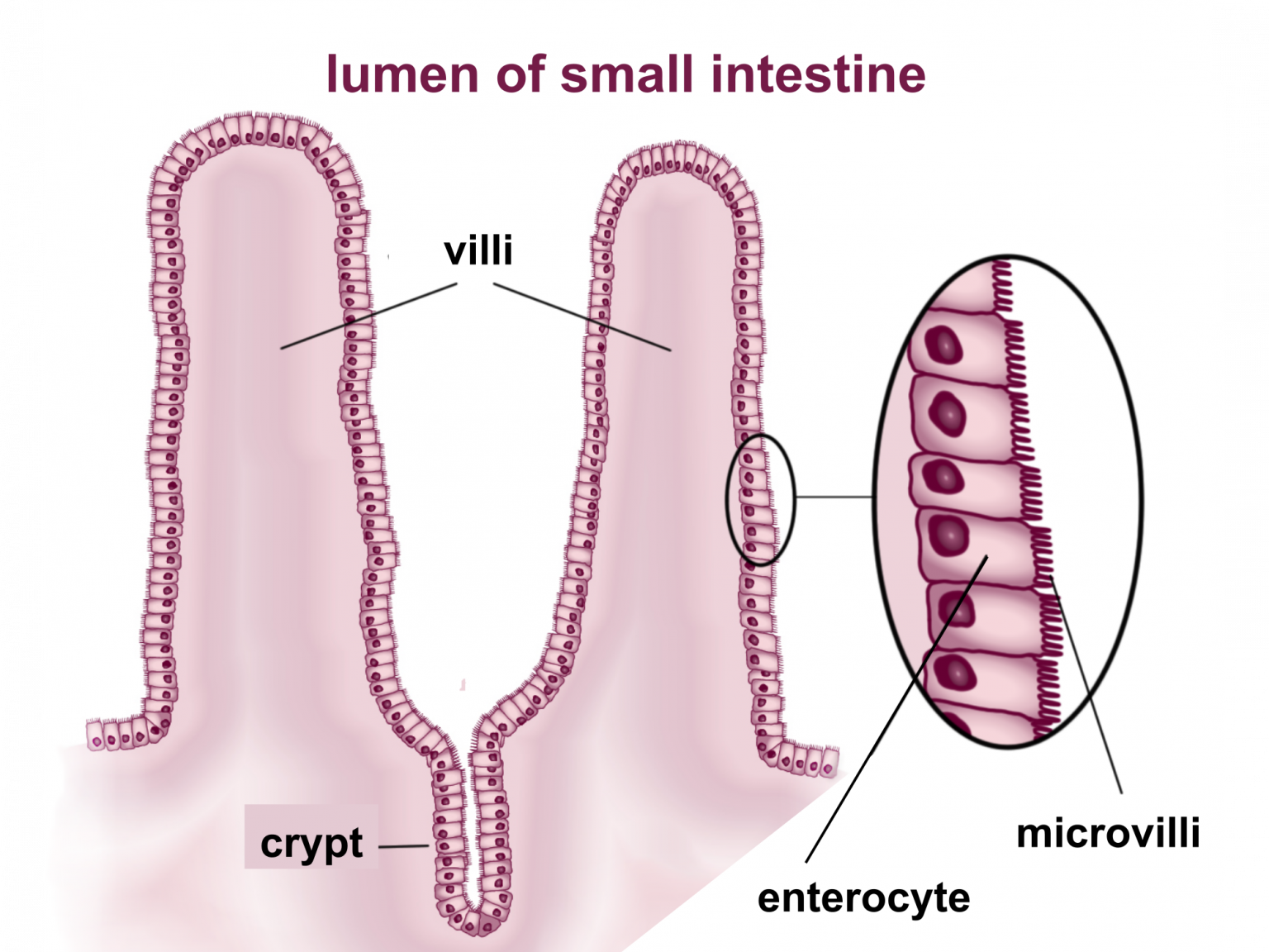 15.2 Introduction to the Digestive System Human Biology
