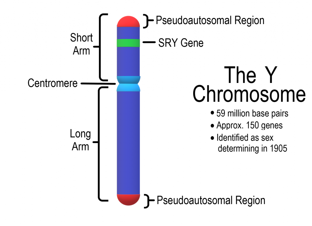 18.2 Introduction To The Reproductive System – Human Biology