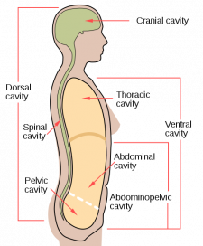 7.6 Human Body Cavities – Human Biology