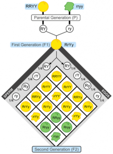 mendel's experiments on inheritance