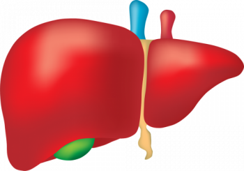 16.2 Organs of Excretion – Human Biology