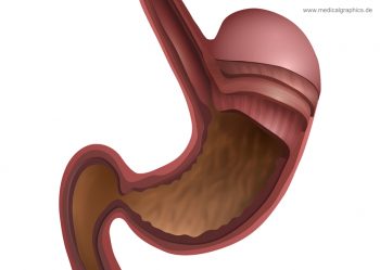 15.4 Upper Gastrointestinal Tract – Human Biology