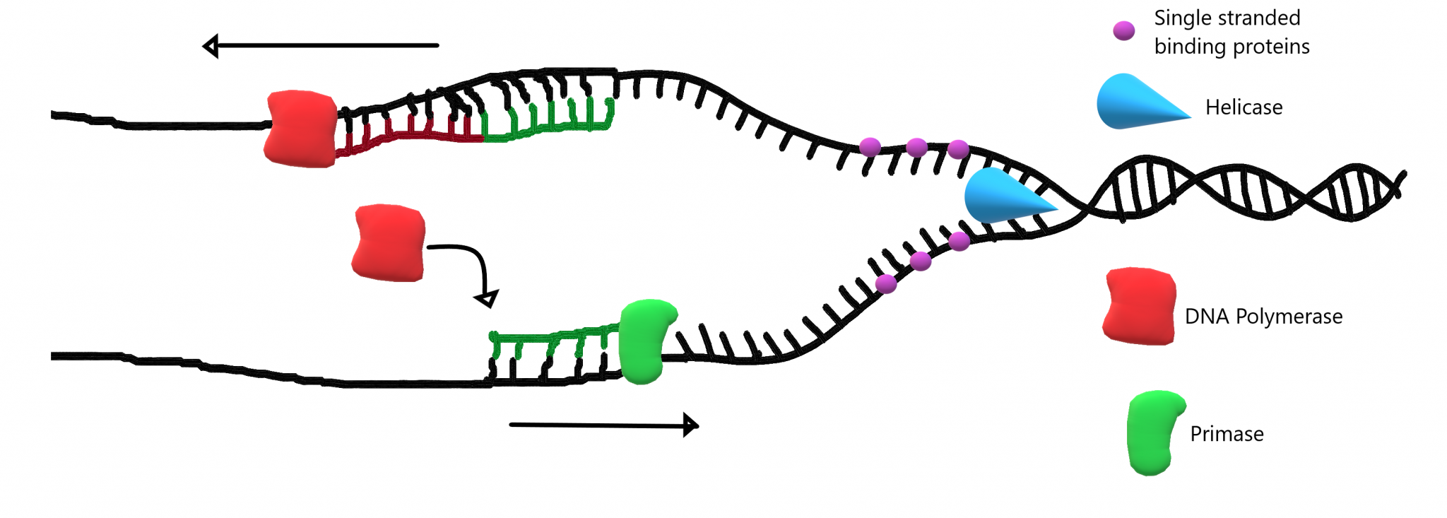 54 Dna Replication Human Biology 4012