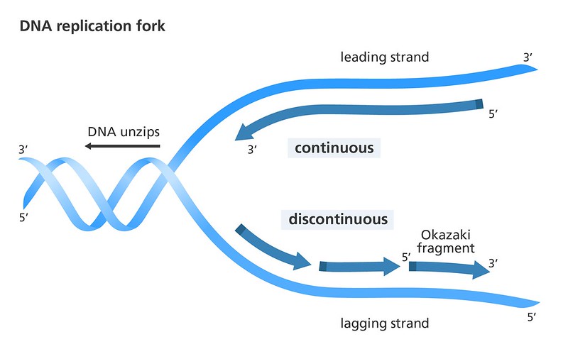 difference between okazaki fragment and lagging strand