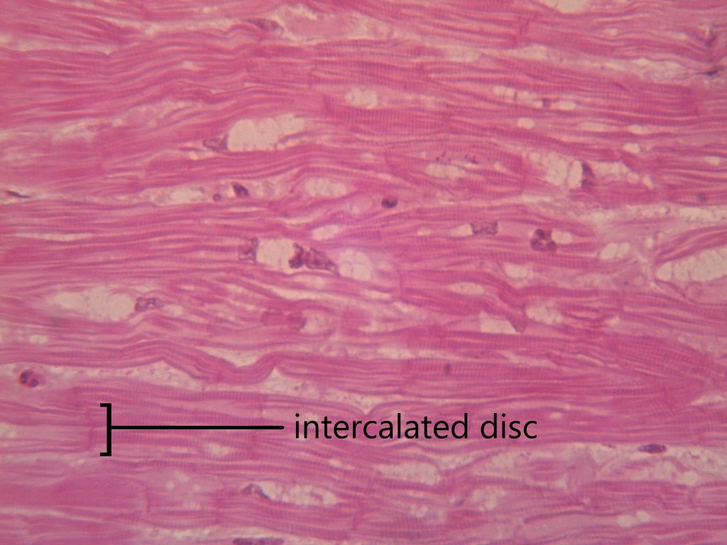 7.4 Tissues – Human Biology