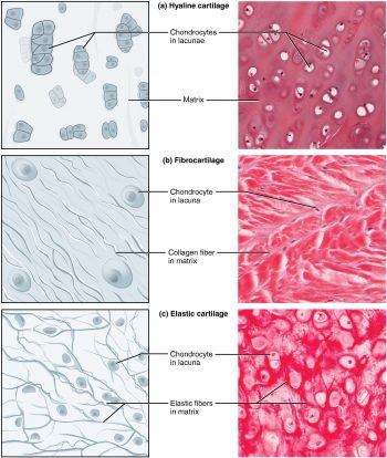7.4 Tissues – Human Biology