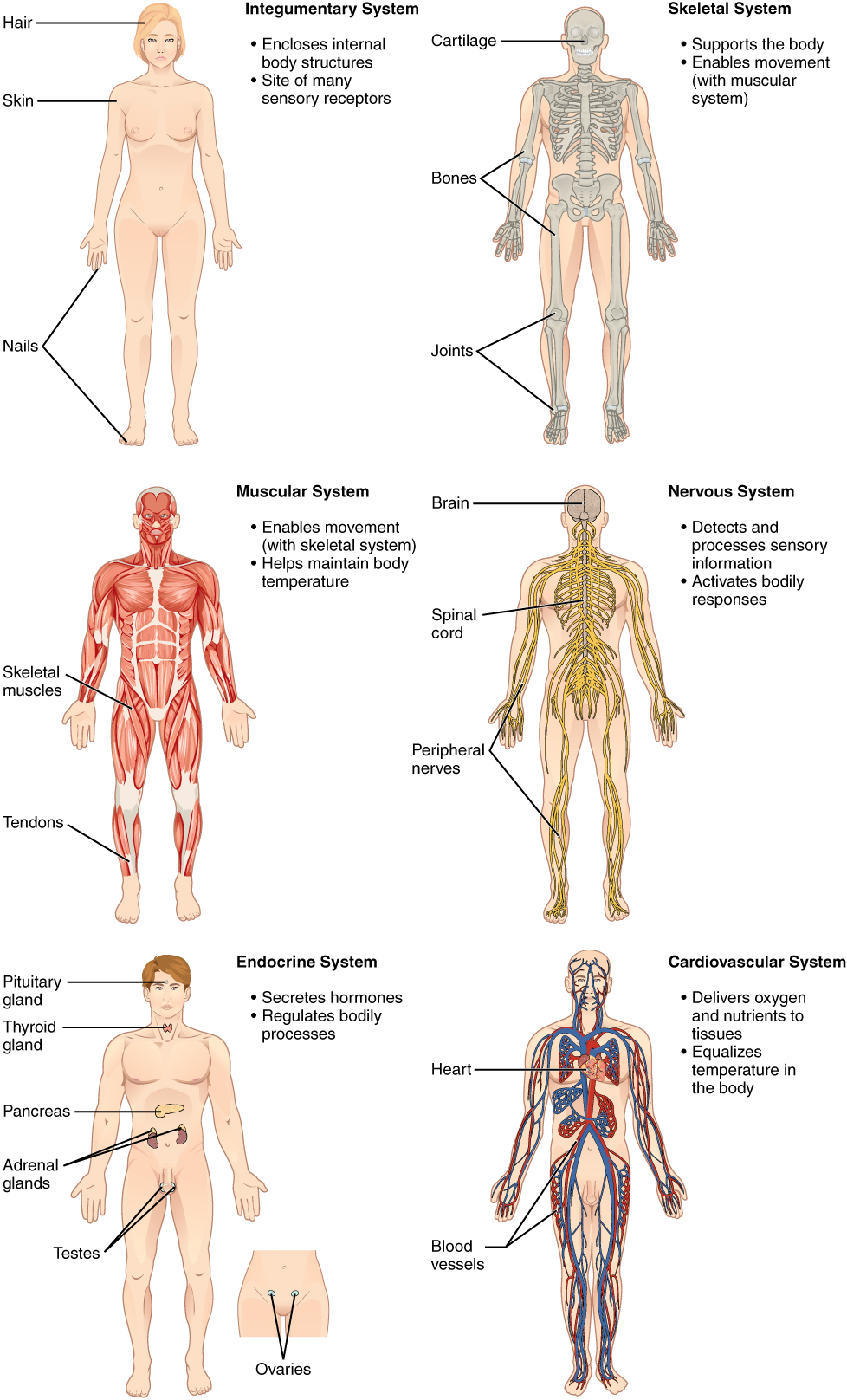 https://commons.wikimedia.org/wiki/File:Organ_Systems_I.jpg