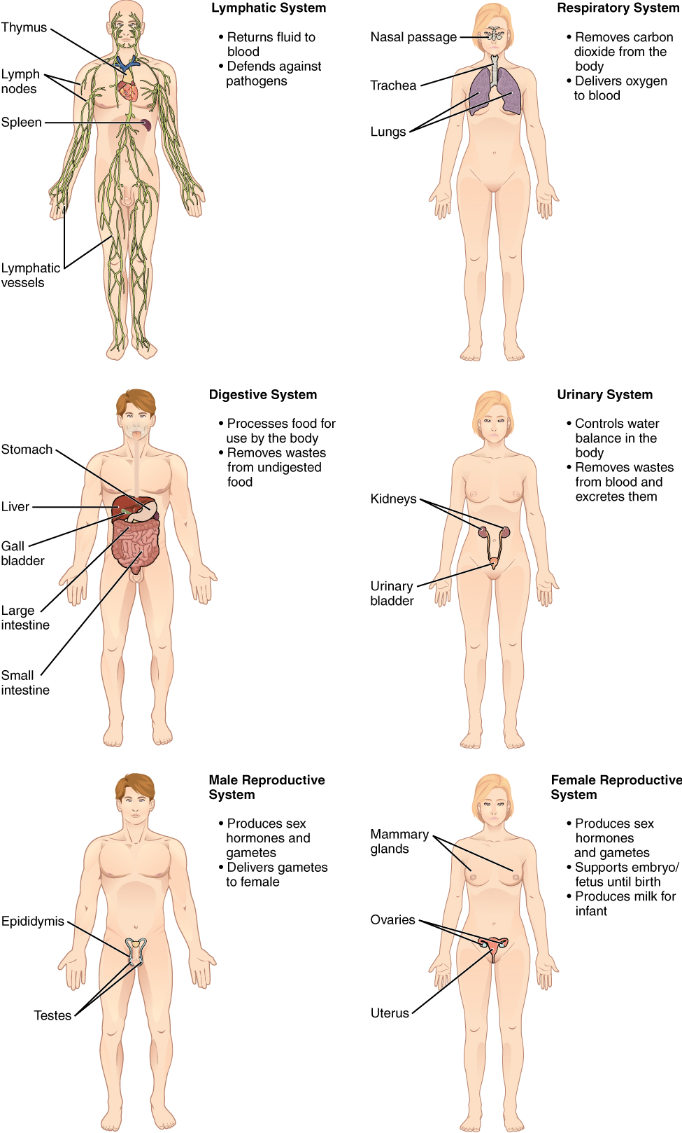 Human Organs and Organ Systems - Advanced